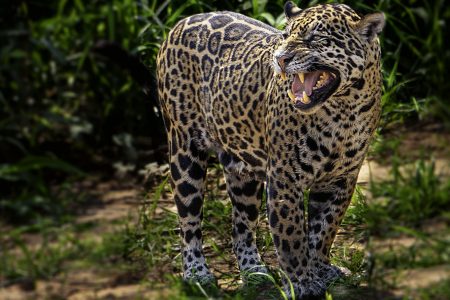The jaguar is the animal most closely associated with Kanaima in Amerindian culture
