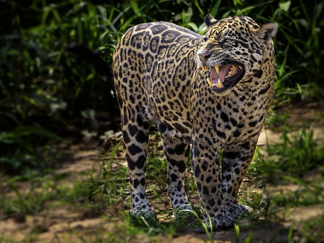 The jaguar is the animal most closely associated with Kanaima in Amerindian culture
