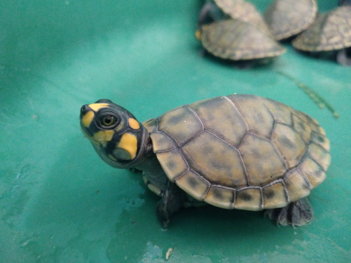 One of the Yellow-spotted River turtles.