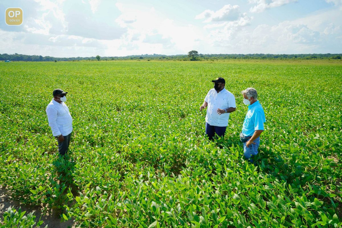 President Irfaan Ali (centre) in one of the soya bean fields (Office of the President photo)