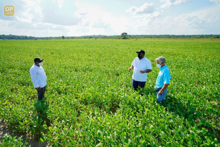 President Irfaan Ali (centre) in one of the soya bean fields (Office of the President photo)