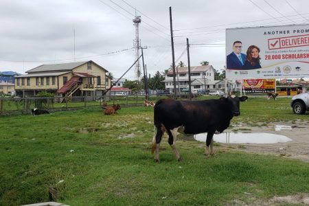 Cattle in front of a business in Anna Regina