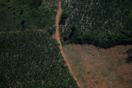 An aerial view shows a deforested plot of the Amazon rainforest in Rondonia State, Brazil September 28, 2021. (REUTERS/Adriano Machado photo)
