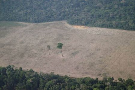 A deforested area (Reuters photo)