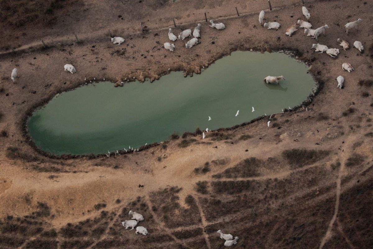 An aerial view shows cattle on a deforested plot of the Amazon near Porto Velho, Rondonia State, Brazil August 14, 2020. REUTERS/Ueslei Marcelino