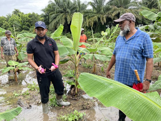 Farmer Shameer Ali looks on in distress as his son, Ameer, displays sweet potatoes from their cultivation, which may become rotten if it remains submerged (Shabna Rahaman photo) 