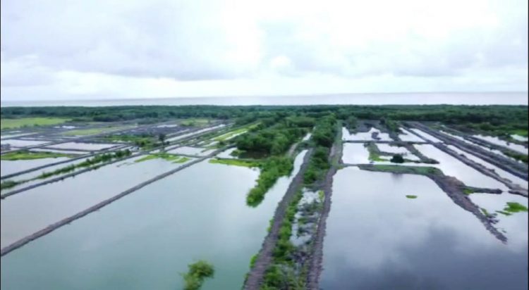 Some of the ponds (Ministry of Agriculture photo)