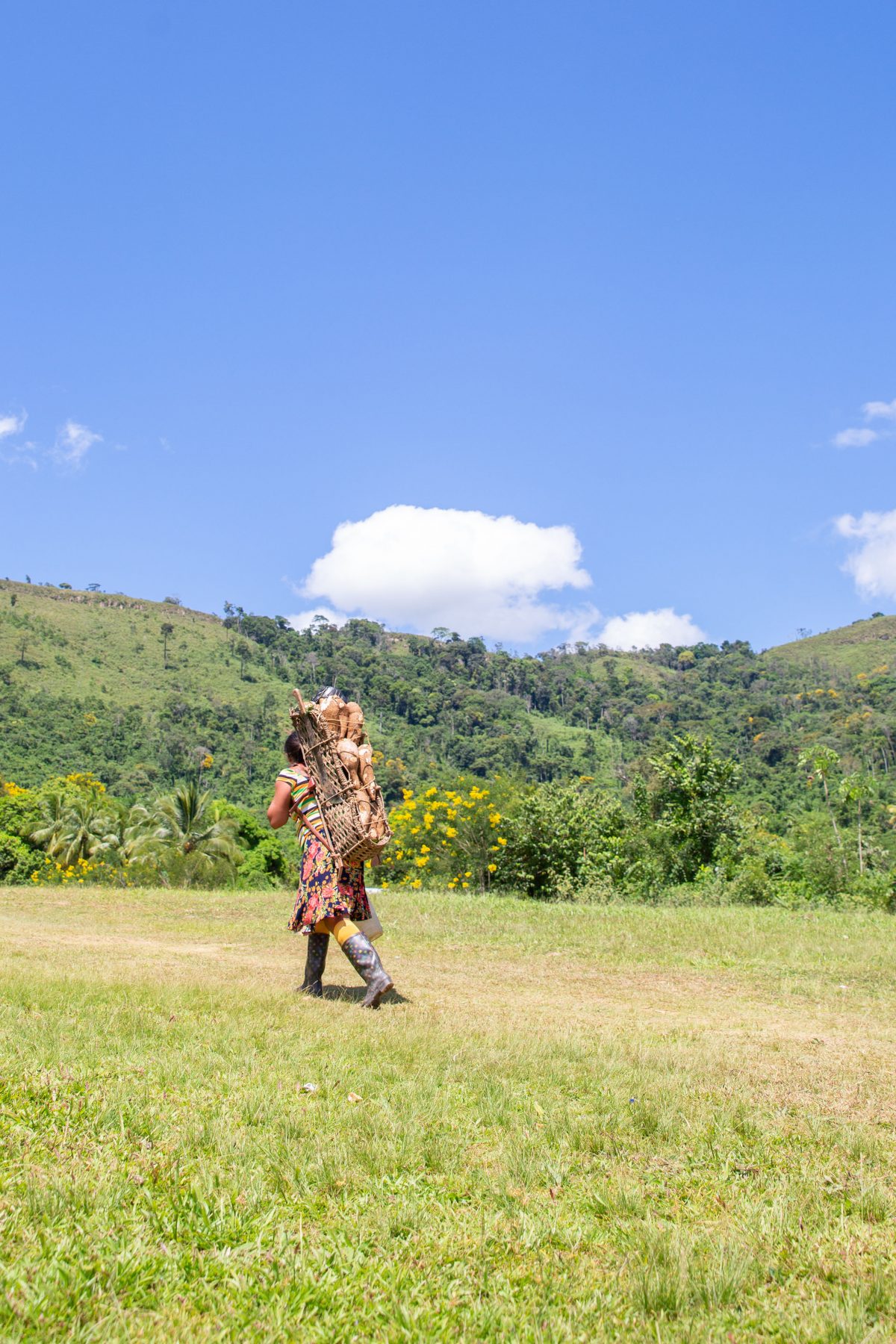 A villager fetching cassava at Kato, in Region Eight (Department of public information/Keno George Photo)