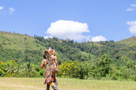 A villager fetching cassava at Kato, in Region Eight (Department of public information/Keno George Photo)