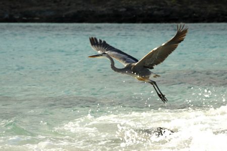A great blue heron takes flight off Bartolome Island in the Galapagos. The Galapagos Islands are the breeding ground for many species on land and in the sea.  (Carolyn Cole / Los Angeles Times)