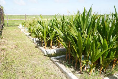 The coconut seedling nursery at Leguan (Ministry of Education photo) 