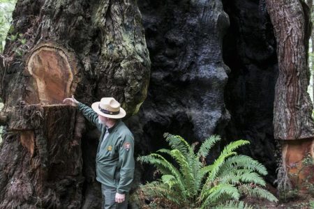 National Park Service Ranger Jeff Denny shows one of the eighteen cuts made on a thousand-year-old Redwood tree outside of Orick, California June 3, 2014. Recent poaching for redwood burls in the Redwood National Park and Northern California State Parks forced officials to close the Newton B. Drury Scenic Parkway, a ten mile drive through the old growth Redwood forest, after sunset, according to the National Park Service. | PHOTO: REUTERS/Nick AdamsRead more: https://newsinfo.inquirer.net/1545470/redwood-forest-in-northern-california-reclaimed-by-native-american-tribes#ixzz7J54Q2f11
Follow us: @inquirerdotnet on Twitter | inquirerdotnet on Facebook
