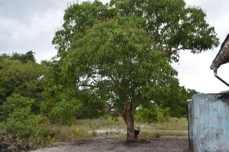 The mango tree from which Edith Rueben’s body was found hanging (Orlando Charles photo)
