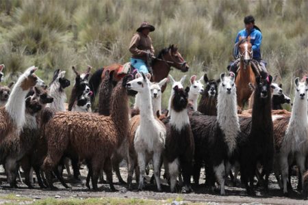 People herd a group of llamas for the annual census, in Ccapacmarca, Peru, January 19, 2022. (REUTERS/Sebastian Castaneda photo) 
