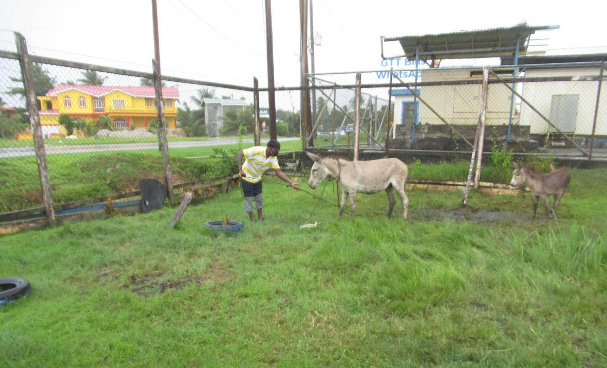 Two of the donkeys in the Den Amstel Police Station Compound. (Tails of Hope photo)
