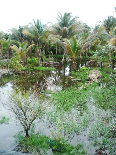 Coconut trees under water at Grant Buxton, Pomeroon River