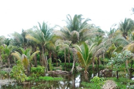 Coconut trees under water at Grant Buxton, Pomeroon River