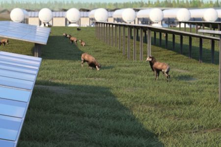 Solar panels and sheep at the facility