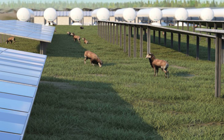 Solar panels and sheep at the facility
