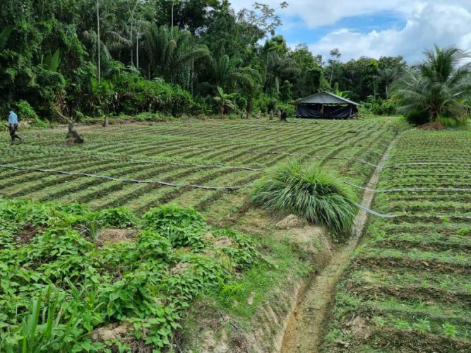 A field of marijuana plants that was discovered on Friday by police at Zion, Berbice River. It was destroyed the same day by law enforcers.  