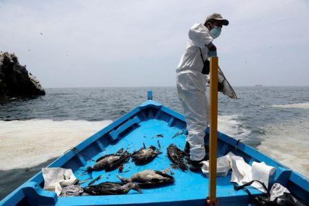 Giancarlo Inga Diaz, a veterinarian of the National Service of Natural Protected Areas (SERNANP), picks dead marine birds covered in oil from the sea after Spain's Repsol spilled more than 10,000 barrels of crude into the Pacific Ocean, near Isla Pescadores, Peru February 9, 2022. REUTERS/Sebastian Castaneda