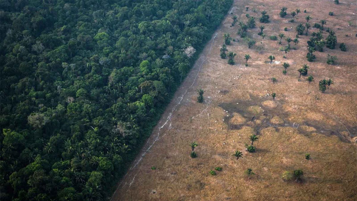 Deforestation in the Amazon dries out the forest, causing the ecosystem to lose resilience. (Bloomberg Creative / Getty Images)
