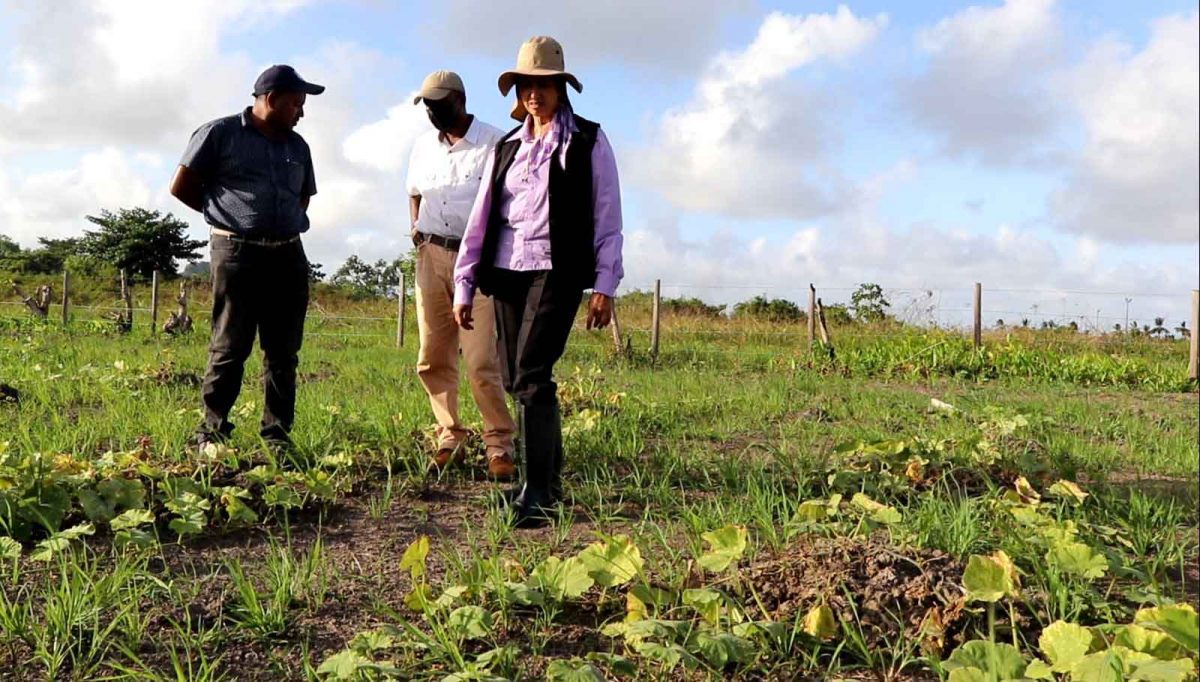 Rama Persaud and her staff in the fields at Skeldon Estate