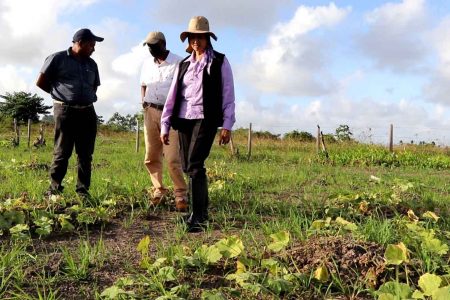 Rama Persaud and her staff in the fields at Skeldon Estate