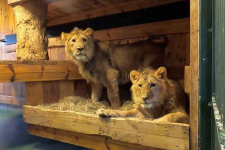  Two lions, who were in an animal shelter in Kyiv, are seen in an enclosure at “Natuurhulpcentrum” nature centre after the planned transfer procedures were accelerated following Russia’s invasion of Ukraine, in Oudsbergen, Belgium March 9, 2022. (Natuurhulpcentrum VZW/Handout via REUTERS photo) 