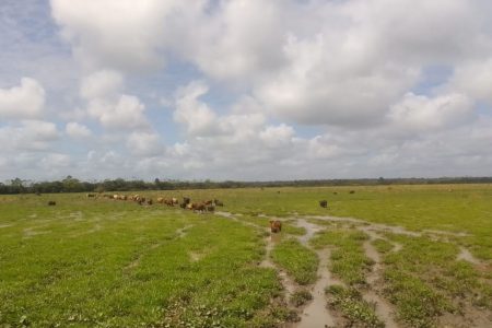 Animals at the flooded location
