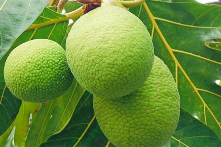 Breadfruit