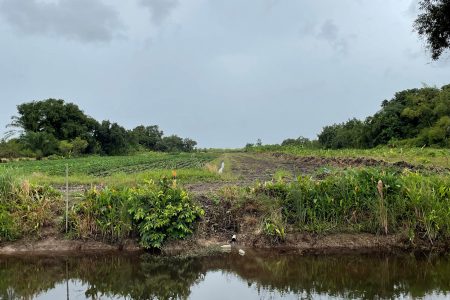 This photo shows land  being cleared in the Hague Backdam, West Coast Demerara in preparation for the siting of the four-lane highway. The road will stretch from the Demerara Harbour Bridge to  Parika. A meeting was held with the private land owners whose farms are being disrupted. They are expected to receive compensation. 
