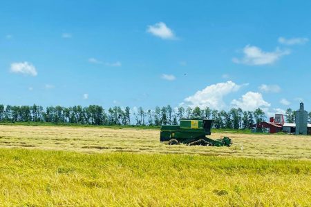 A harvester in a rice field