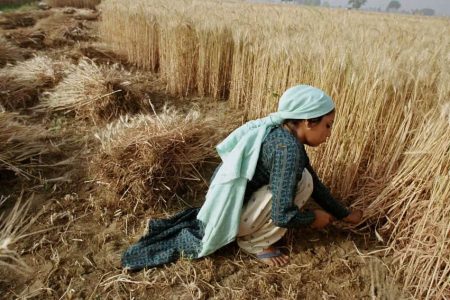 Harvesting wheat in Bangladesh. Experts have indicated that the conflict in Ukraine has dealt a major blow to global food security, impacting wheat and other exports. Copyright: Scott Wallace / World Bank, (CC BY-NC-ND 2.0) 