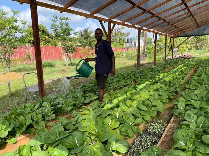 A prisoner watering rows of pak choy 