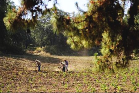 Brothers Arturo, Benjamin and Victor Corella work their land in Milpa Alta south of Mexico City, Mexico, Monday, May 30, 2022.

