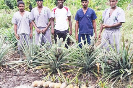 Pine harvest (Ministry of Home Affairs photo)