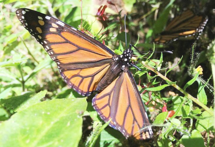 FILE PHOTO: A monarch butterfly sits on a branch of a tree at El Rosario sanctuary, in El Rosario, in Michoacan state, Mexico December 4, 2021. REUTERS/Josue Gonzalez/File Photo