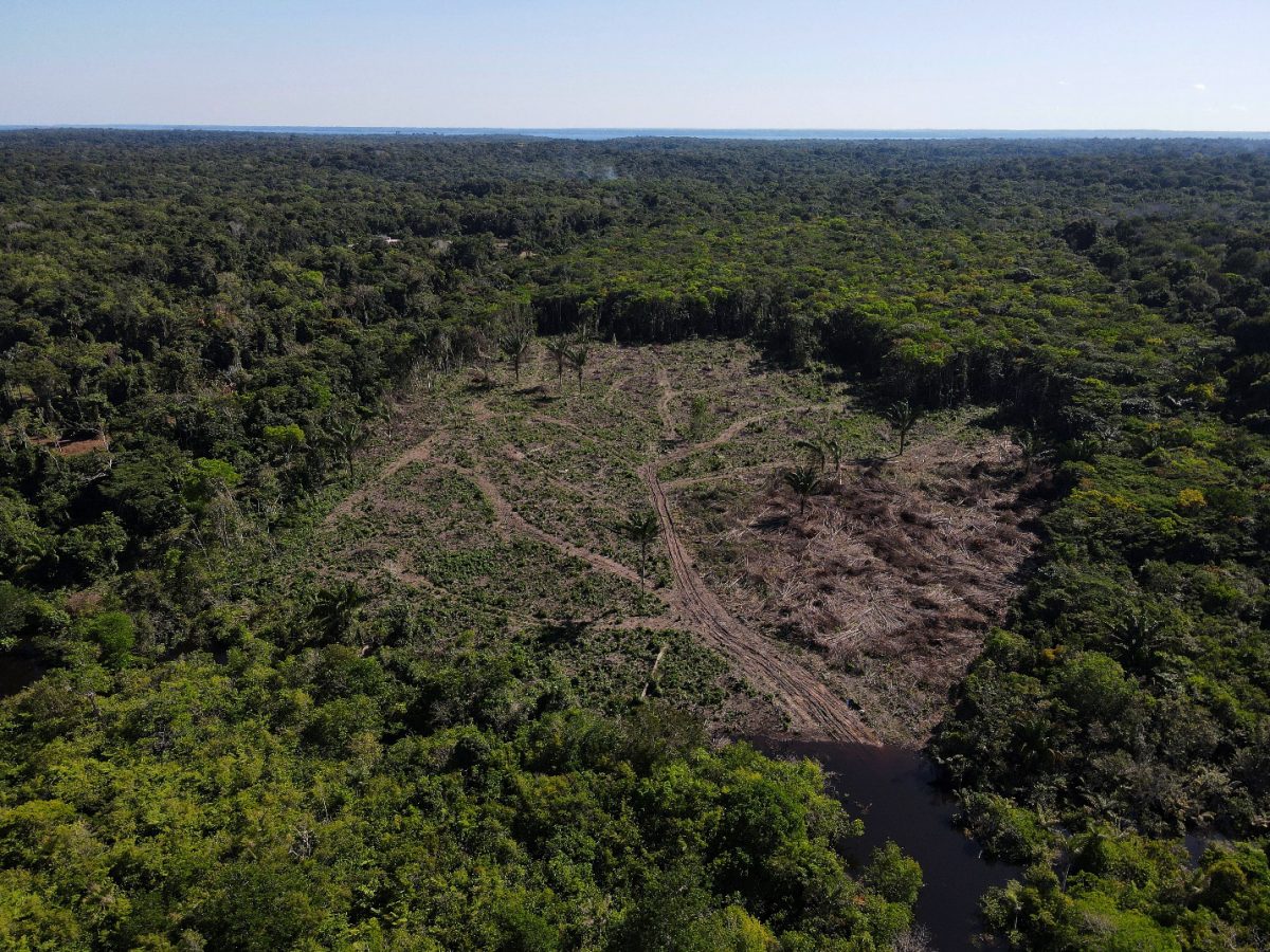 Deforestation in the Amazon (BRUNO KELLY/Reuters) 