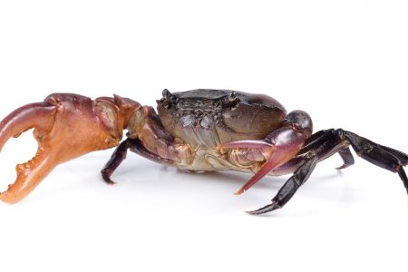 crab on white background