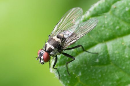 The seemingly useless fly is just a small part of a much bigger picture