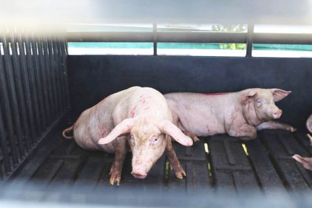 Some of the sows that were handed over to the farmers last week (A Department of Public Information photo)