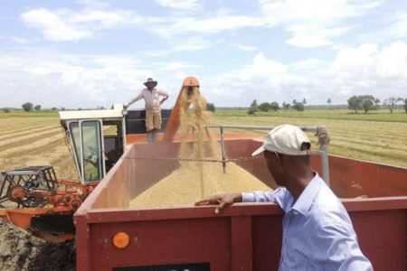 Rice farmers have started harvesting in Region Two 