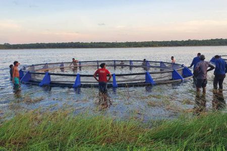 A new era of fishing? The first set of marine cages for fishing are currently being assembled at Lake Mainstay, in Region Two. Other cages will soon be set up at Lake Capoey. During this year’s budget speech, Finance Minister Ashini Singh said $200 million would be spent to introduce and develop the new style of fishing. During an outreach in Mainstay earlier this year, President Ifraan Ali said the marine cage project is aimed at producing over 30,000 metric tonnes of fish that is expected to bring in more than $6 million in profit annually. (Photo from President Irfaan Ali’s Facebook page)