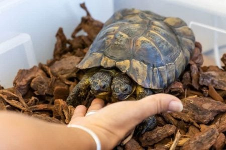 Janus, a two-headed Greek tortoise named after the Roman god with two heads is seen one day ahead of his 25th birthday at the Natural History Museum in Geneva, Switzerland September 2, 2022. REUTERS/Pierre Albouy 