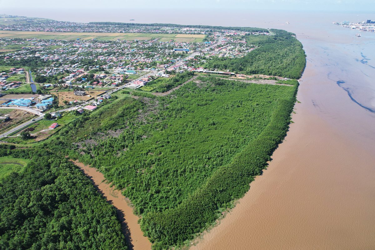 A drone image showing the mangrove regrowth along the foreshore a year after it was removed (Photo by Caliper Drones commissioned by Stabroek News)
