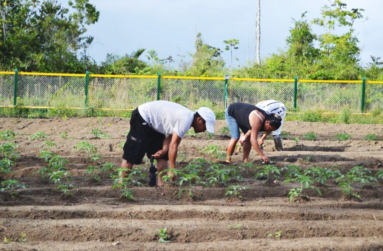 Paramakatoi farmers continuing to reap profits from sundried tomato ...