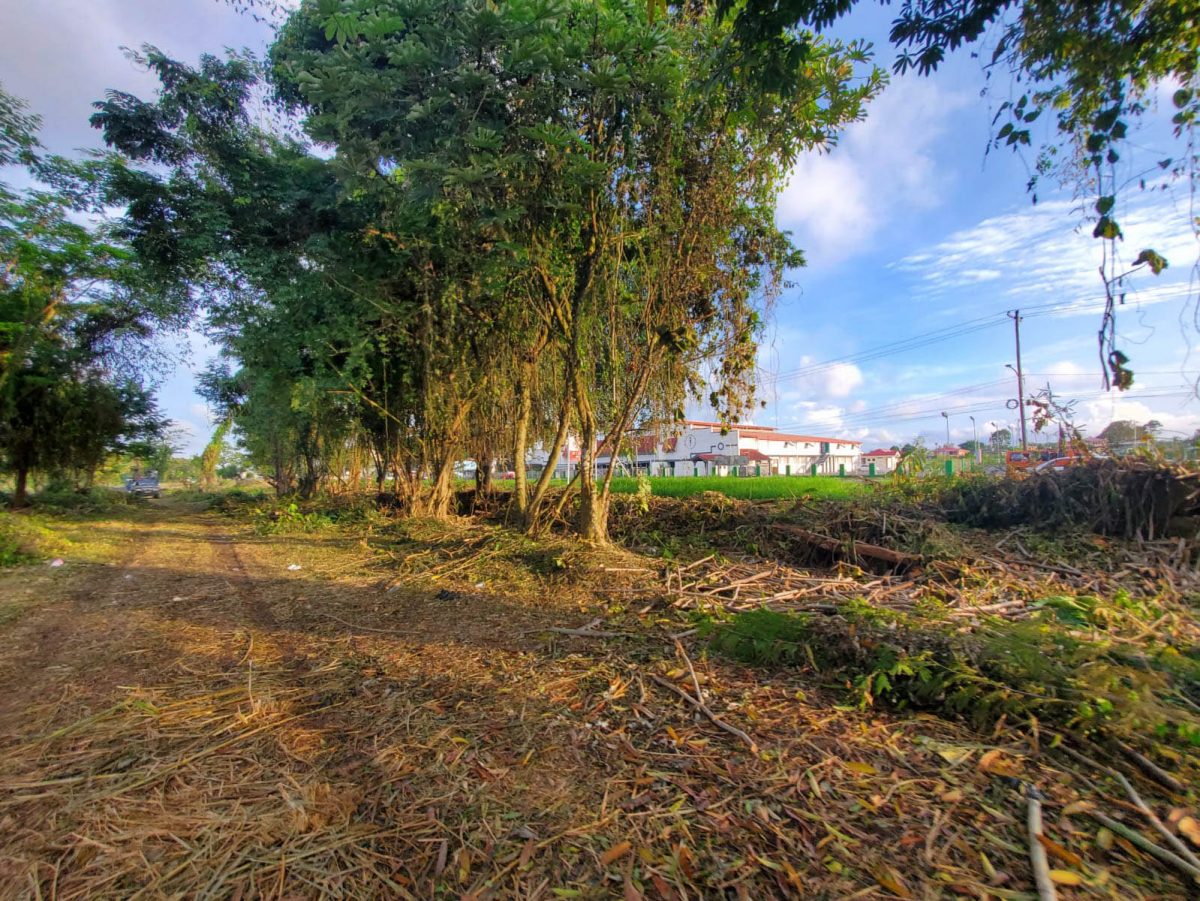 Part of the cleared Botanic Gardens
(Ministry of Public Works photo)