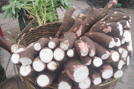 Cassava cultivated in Guyana