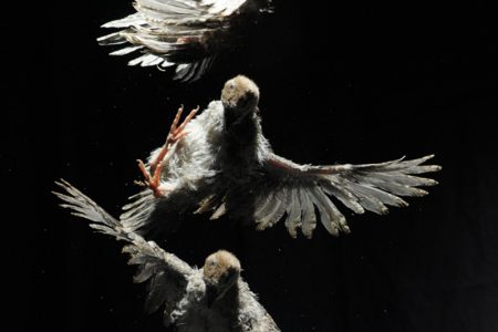 A nine day-old chukar chick is righting itself using asymmetric wing flapping and rolling after being dropped upside down (Photo: Dennis Evangelista)